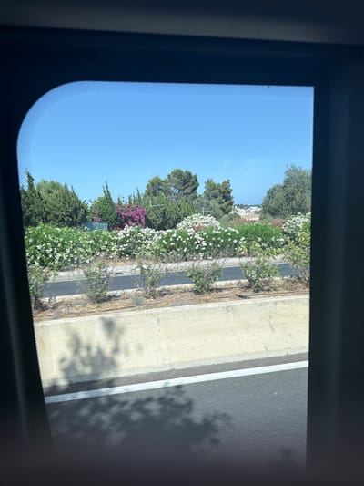 The image shows a view through a window, likely from a vehicle, looking out at a roadside landscape. The foreground is dominated by the dark frame of the window. Beyond the window, a paved road runs horizontally across the lower portion of the image, with a concrete barrier separating it from a densely planted median strip. This median is filled with an abundance of white and pink flowering bushes, creating a vibrant display of color. Behind the flowers, a variety of trees and shrubs are visible, including cypress-like trees and bushes with purple flowers. In the distance, there are glimpses of white buildings nestled amongst more greenery, suggesting a populated area. The sky is a clear, bright blue. The scene depicts a sunny day in what appears to be a Mediterranean environment. While the exact location is not explicitly stated in the image, the presence of Mediterranean flora and architecture could be consistent with the region of Santa Eulària des Riu, Spain. There are no people or specific actions depicted.