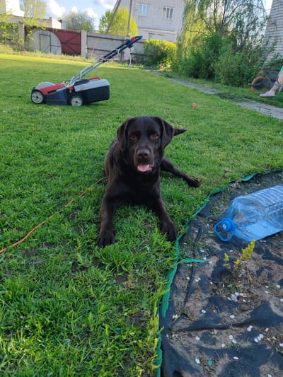 The image shows a brown Labrador Retriever lying on a grassy lawn in Заволжский, Russia. A lawnmower is positioned behind the dog in the background. To the right of the dog is a black garden fabric covering the ground, with a large, empty plastic water bottle lying on top. An orange electrical cord stretches across the grass to the left of the dog. The setting appears to be a backyard or garden area. The sky is bright, indicating a sunny day.