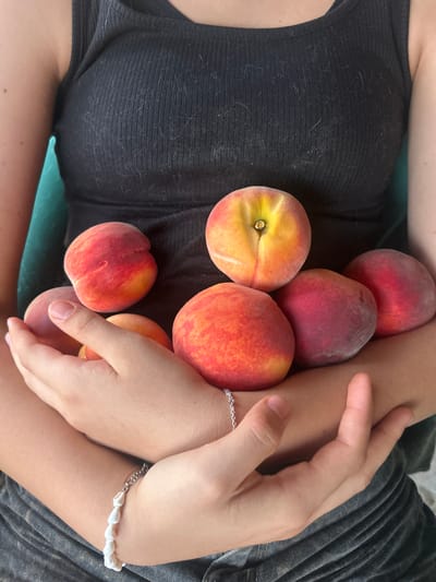A person is holding several peaches in their arms. The person is wearing a black ribbed tank top and dark grey pants. A thin silver bracelet with white beads is visible on their left wrist. The background is out of focus and appears to be a teal chair. The image is a medium shot, focusing on the person's upper body and the peaches they are holding. There is no specific information about the location in the city of Parvomay, Bulgaria.