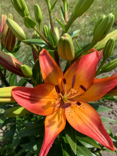 This is a close-up, overhead shot of an orange and red tiger lily in bloom, with several buds on stems surrounding it. The flower has six petals, each with dark spots and a gradient of color from red at the tips to orange towards the center. The stamens are prominent, with dark brown anthers. The background consists of green foliage and hints of a sunlit outdoor setting, suggesting a daytime scene, likely during warm weather. The overall impression is one of vibrant natural beauty. The location is identified as Ivanava, Belarus. There is no visible text in the image.