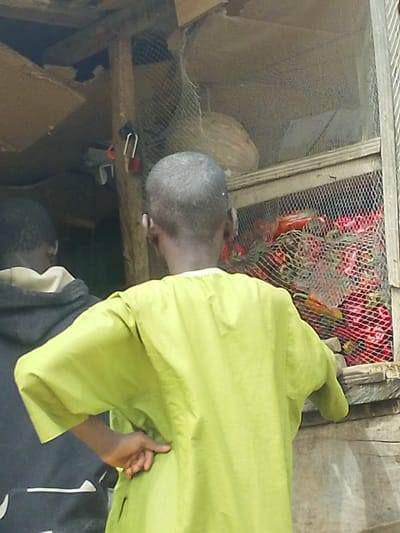 This image depicts a market stall scene in the city of Babban Giji, Nigeria. Two individuals are observed from behind, standing in front of a wooden structure. The person closer to the foreground wears a loose-fitting, light green tunic and has short dark hair; their right hand is placed on their hip. To their left, partially visible, is a second individual wearing a dark hooded top. Both appear to be observing the contents of the stall.

The market stall is constructed with wooden beams and wire mesh. The lower section of the mesh enclosure contains a substantial quantity of red and orange items, consistent with peppers or tomatoes, some appearing to be held within netting. The upper section, also behind wire mesh, holds a large, light-colored, oblong object, possibly a gourd or melon. A red padlock is visible, hanging from a wooden beam positioned above the lower mesh compartment. The top interior of the stall structure shows exposed wooden beams and partially torn brown cardboard or fibrous material.