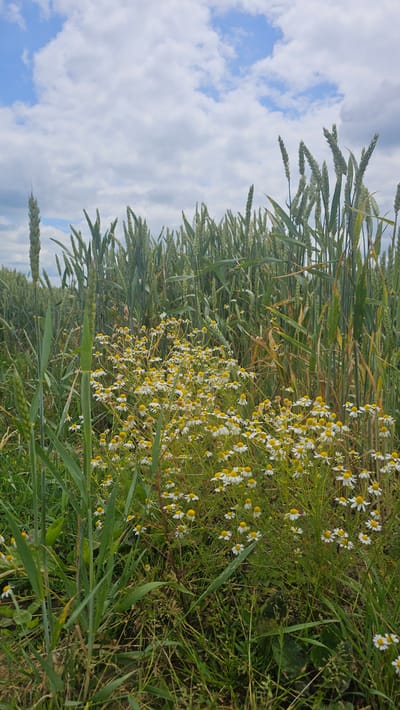 A vertical, medium-shot photograph captures a field of wheat interspersed with wild chamomile flowers under a cloudy blue sky. The wheat stalks, mostly green with some browning, dominate the background and the left side of the frame, reaching upwards. In the center and right of the image, a dense cluster of small white chamomile flowers with yellow centers grows amongst the wheat and green grass. The foreground consists of lush green grass and some fallen wheat stalks. The scene is likely located in Silenrieux, Belgium, a rural area known for its agricultural landscapes. There are no people or animals visible in the image. The overall atmosphere is serene and natural.