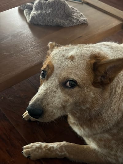 The image shows a close-up view of a dog, likely an Australian Cattle Dog or a similar breed, lying on a wooden floor. The dog's head is positioned prominently in the frame, with one eye clearly visible. The dog's coat is a mix of white, beige, and reddish-brown colors, typical of this breed. The dog's nose is black and glossy. A soft, grey, knitted object is visible to the left of the dog, resting on the wooden surface. The lighting in the scene appears to be diffused, possibly from an indoor source. The location of the image is unspecified, although the request mentions the city of Buford, United States, there is no specific evidence in the photo to confirm that location.