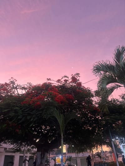 The image depicts an urban outdoor scene at dusk or dawn, characterized by a predominantly pink and purple sky. A thin crescent moon is visible in the upper right quadrant of the sky.
The central and left portions of the frame are dominated by a large tree with dense green foliage and numerous clusters of vibrant red flowers, consistent with a Flamboyant tree (*Delonix regia*). Palm fronds are visible on the far right, arching upwards, and smaller palm fronds are situated in the lower center.
Below the tree canopy, an urban environment in General Villamil Playas, Ecuador, is present. Buildings with light-colored facades and dark openings, possibly closed shutters, line the lower left. Further right, buildings exhibit some internal illumination or lighted signs. Artificial street lighting is active, providing localized illumination.
Two human figures are discernible in the lower half of the image, appearing as dark silhouettes. One individual, dressed in dark clothing, is standing or walking near the base of the large tree in the lower-left-center. A second, less defined figure is positioned further to the right. A dark-colored park bench is partially visible on the right side, beneath the palm fronds. A faint outline of a vehicle is present in the lower right, near the buildings.