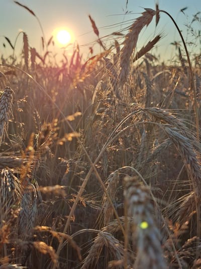 The image depicts a close-up view of a wheat field during sunset. The sun, a bright orb, is partially obscured by the golden stalks of wheat, casting a warm, hazy glow. The stalks are dry and mature, with visible grains, and many are bent, creating a sense of movement and texture. The lighting suggests a late afternoon or early evening scene. There are no people or animals visible in the frame. The environment is natural, with the focus on the agricultural landscape. The overall impression is one of a peaceful and serene rural setting. It is not possible to determine the exact location within Славенскі сельскі Савет, Belarus from the image alone.
