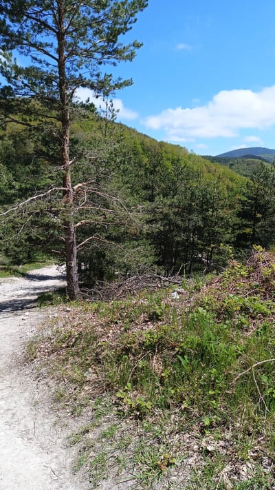 The image depicts a rural scene near Sini Vrah, Bulgaria. A dirt path curves to the left of a tall pine tree, which has sparse lower branches. A hillside densely covered with green trees and vegetation rises in the background, with a mountain visible in the distance under a partly cloudy blue sky. In the foreground, there is a patch of ground covered in dry leaves, grass, and fallen branches.