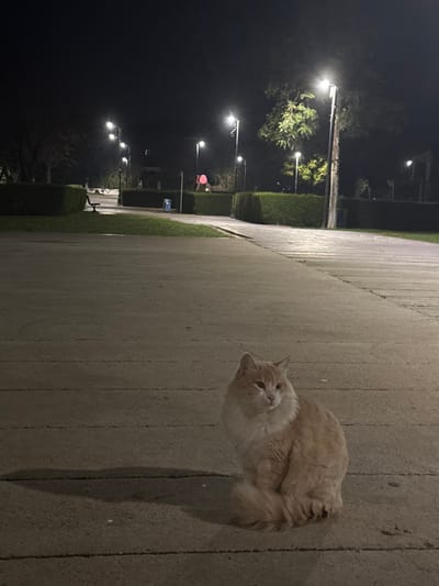 The image shows a light orange and cream-colored cat standing on a paved path at night in Engomi, Lefkoşa, Cyprus. The cat, with fluffy fur and a bushy tail, is in the foreground, its face turned towards the viewer with a neutral, slightly curious expression. A long shadow extends from the cat to its right across the path.

The setting is an outdoor public space, likely a park or a wide promenade, characterized by a paved walkway bordered by manicured hedges and some trees. Several streetlights line the path, casting bright light against the dark night sky and illuminating parts of the foliage. In the mid-ground, a red object, possibly playground equipment, and a blue object, perhaps a bin or sign, are faintly visible, along with what appears to be a bench further down the path. The scene depicts a quiet nighttime moment. No people are present, and no visible text can be discerned.