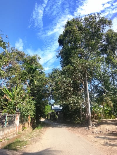 The image depicts a dirt road lined with dense foliage and tall trees under a bright blue sky with scattered white clouds. A weathered fence borders the left side of the road, separating it from a vegetated area. Beyond the fence, a building with a corrugated metal roof is visible in the distance. The road curves slightly and leads into a more densely wooded area. Several large trees dominate the scene, their branches laden with green leaves. A utility pole stands prominently on the right side of the road, with some rocks piled at its base. The overall impression is that of a rural or semi-rural setting in a tropical or subtropical region, consistent with a location like Dayah Timu, Indonesia.