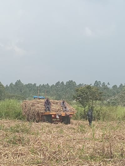 The scene depicts an agricultural field in Chevaywa ward, Kenya, under an overcast sky. In the center, a heavy-duty, orange or brown trailer is laden with a substantial pile of dry, light-brown, harvested sugar cane stalks. Two men are seated atop this sugar cane pile; one on the left faces forward, and the other on the right faces slightly right. Both wear dark clothing. To the right of the trailer, partially obscured by tall green vegetation, a third individual dressed in dark clothing, possibly a hooded jacket, stands facing away from the camera. The foreground consists of dry, cut sugar cane stubble and stalks scattered across the ground. Tall, green, leafy vegetation borders the trailer on both sides, while a dense line of distant green trees forms the horizon. A smaller tree with green foliage is visible to the right of the trailer, behind the standing individual. The sky is uniformly light grey.
