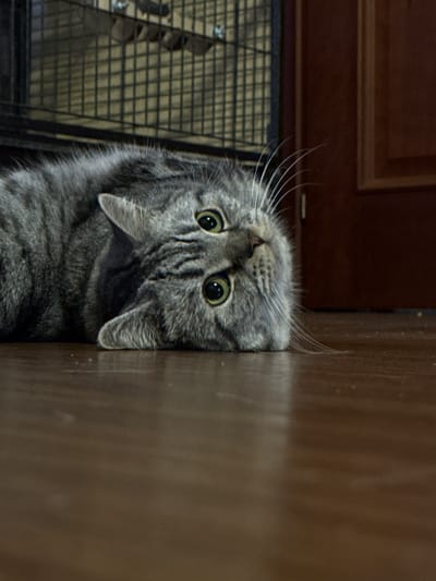 The media file shows a close-up, high-angle view of a gray tabby cat peering down from an opening. The cat's face is the primary subject, with its large, green eyes and white whiskers prominently featured. The cat is positioned in what appears to be a doorway or a similar architectural opening, with a wooden surface to its left and a dark, possibly wooden, surface below. To the right of the cat, a glimpse of a wire cage or grate is visible, suggesting a potential enclosure or background element. The lighting appears to be artificial and somewhat dim, casting shadows and highlighting the texture of the cat's fur and the wooden surfaces. There is no visible text in the image. The scene evokes a sense of curiosity or cautious observation from the cat's perspective. The provided location context, Sergiyev Posad, Russia, offers a geographical setting but is not directly discernible from the visual elements of the image itself.