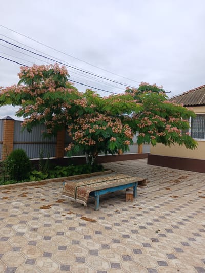 A picturesque courtyard in Novaya Kosa, Russia, showcases a blooming Albizia tree with delicate pink flowers. A rustic blue bench, adorned with a patterned rug, sits centrally on a paved patio. In the background, a corrugated metal fence and a house with a tiled roof frame the scene. The ground is scattered with fallen petals and leaves, hinting at the changing seasons.