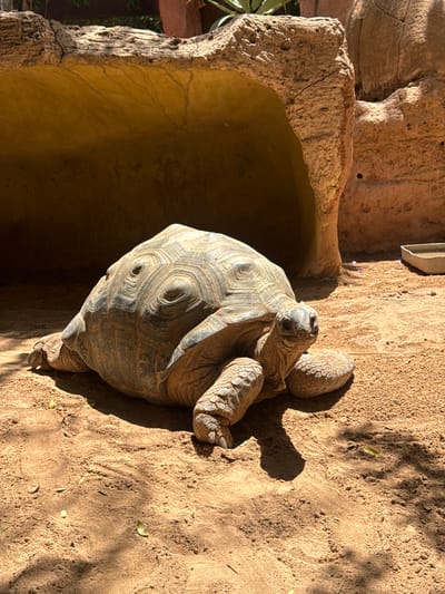 A tortoise rests in the sand beside a rocky enclosure. The location is Tías, Spain.