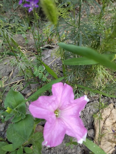This is a close-up, eye-level shot of a pink petunia flower with a white-edged petal, set against a backdrop of dry, cracked earth and various green plants. The flower is the primary subject, positioned in the lower center of the frame, and appears slightly out of focus. Surrounding the petunia are thin, reedy green stems and finely-cut, feathery green foliage. In the upper left portion of the image, a blurry purple flower is visible. The ground is composed of dark, dusty soil with scattered dry leaves and small stones. There are no people or animals present in the image. The scene depicts a natural outdoor setting, likely a garden or undeveloped patch of ground. This image was taken in Ikkiaul, Uzbekistan.