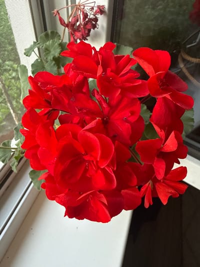 A close-up, high-angle shot captures a cluster of vibrant red geranium flowers with green leaves, positioned on a windowsill. The flowers are the main subject, filling most of the frame with their intricate petals. To the left of the main bloom, a dried cluster of red flowers hangs, adding a contrasting element of decay. The background is a mix of indoor and outdoor elements. A dark, reflective surface, possibly a window pane or a piece of furniture, is visible in the upper left, showing a blurred reflection. To the right, a white surface, likely part of the window frame or wall, dominates the scene. Below the flowers, the windowsill is visible, with a textured window screen showing a soft, green, out-of-focus outdoor scene, suggesting daytime and possibly fair weather. The setting appears to be a residential interior, with the geraniums likely placed for decoration. No people are visible. The overall impression is one of natural beauty and domesticity.