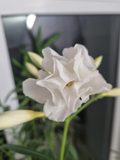A close-up, portrait orientation shot focuses on a blooming white flower with ruffled petals. The flower is positioned slightly off-center to the right, with its delicate white petals unfurling to reveal a hint of yellow at its center. Several unopened buds, elongated and creamy yellow, are visible to the left and right of the main bloom, suggesting the plant is in the process of flowering. The background is softly blurred, with hints of green foliage and a darker, out-of-focus area that appears to be indoors, possibly near a window with a bright reflection. There are no people or specific landmarks to indicate a location in Kemul, Russia. The lighting is soft, highlighting the texture and delicate nature of the flower.
