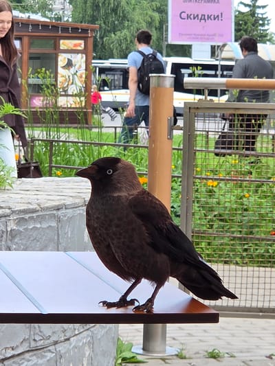 A jackdaw is perched on a white railing in front of a wire fence. The jackdaw is mostly brown with a black head and wings. Its eye is white with a black pupil. In the background, there is lush green foliage with yellow flowers. Behind the fence, there are two people. One person is wearing a blue shirt and a backpack, and the other person is wearing a gray jacket. A pink sign with Russian text is visible on the left. To the right, there is a section of a building with windows. The scene appears to be outdoors during the day.