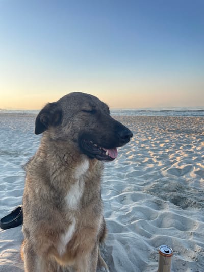 A medium-shot, eye-level photograph captures a dog sitting on a sandy beach. The dog, with its eyes closed and mouth slightly open, appears to be enjoying the moment. Its fur is a mix of brown and tan, with a white patch on its chest. The dog is positioned in the foreground, filling most of the frame.
Behind the dog, the beach stretches out, covered in rippled sand. The ocean is visible in the background, with calm waves gently rolling towards the shore. The sky above is a gradient of clear blue, transitioning to a soft yellow and orange hue near the horizon, suggesting either sunrise or sunset.
To the left of the dog, a black sandal is placed on the sand. To the right, a partially visible aluminum can rests on the sand. The overall lighting suggests a natural outdoor setting, likely during the golden hour. The image appears to be taken in a natural outdoor environment, with no discernible urban elements or specific landmarks identifying its location within the city of Unknown, Greece.