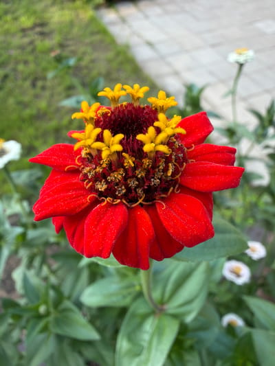 A close-up, high-angle, eye-level shot shows a vibrant red zinnia flower in the foreground, its petals unfurling outwards. The center of the flower is a deep crimson, adorned with numerous small, bright yellow florets that stand tall and delicate. The stamens are a rich brown and sprinkled with yellow pollen. The flower is positioned slightly to the left of the frame's center. In the background, out of focus, are lush green leaves and stems belonging to other plants. To the far right, a few small, white flowers with yellow centers are visible. The ground behind the plants appears to be a paved pathway with light-colored square tiles, bordered by a patch of green grass. This scene is likely located in a garden or park in Sukhaya, Russia.