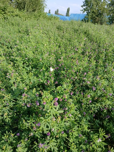 This is a landscape, vertically oriented, full-frame photograph of a field of green plants with small purple flowers. The plants are densely packed, creating a thick carpet of foliage. Some of the plants have visible stems and leaves. The lighting suggests it is daytime, likely sunny, with shadows visible on the plants. In the upper left portion of the image, a blue tarp or plastic sheeting is visible, partially obscured by the leaves and stems of the plants. To the left of the tarp, a large green tree with dense foliage is present. The sky above is a clear blue. In the center of the frame, a small white object, possibly a butterfly or a light-colored flower, is visible amongst the green plants. The overall scene depicts a natural environment, possibly a field or meadow, under a clear sky during the day. There is no visible text in the image.