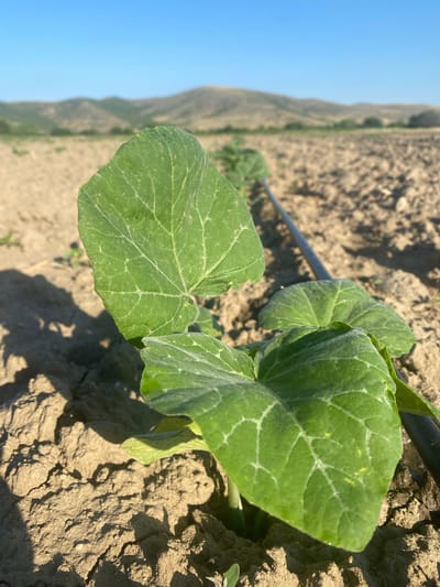 This is a close-up, low-angle shot of young, green plants with large, heart-shaped leaves growing in a cultivated field. The plants are situated in dry, clumpy soil, with a black irrigation hose running along the ground next to them. In the background, a row of similar young plants recedes into the distance, lined up alongside the irrigation hose. Beyond the field, gently rolling hills with sparse vegetation and a clear blue sky dominate the upper portion of the image. The sun is casting shadows, indicating it is daytime. The scene is devoid of people or animals. This is a field in or near Kurtovo Konare, Bulgaria, likely a farm during the growing season.