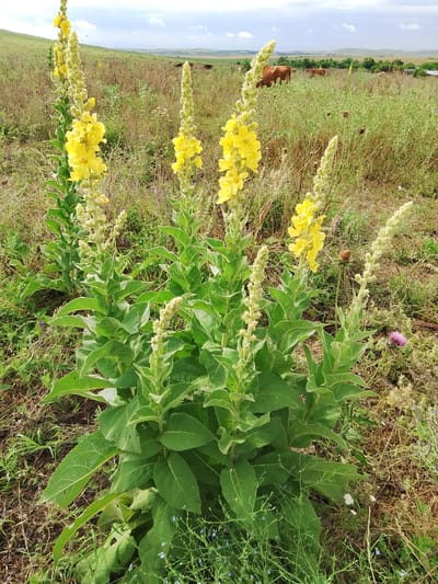 In a field outside Krasnostepnovskoye, Russia, a cluster of tall, green plants with bright yellow flowers stands prominently in the foreground. These plants have large, fuzzy leaves and bloom in elongated spikes. Behind them, the landscape opens up to a rolling hill covered in dry grasses and scattered vegetation. In the middle ground, several brown cows graze peacefully. The sky above is a mix of blue with scattered white clouds. The overall scene depicts a natural, rural environment.
