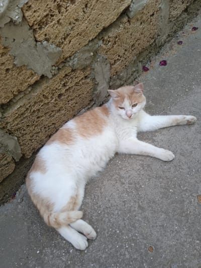 A ginger and white cat is resting on a concrete surface next to a textured, tan-colored wall. The cat is lying on its side with its front legs extended. Its eyes are partially closed, giving it a relaxed or sleepy appearance. The wall appears to be made of porous, light brown blocks. The concrete ground is speckled with small white and dark particles. Several dark pink, fallen flower petals are scattered on the ground near the wall. The lighting suggests it might be daytime. The scene is outdoors, possibly in a courtyard or alleyway.