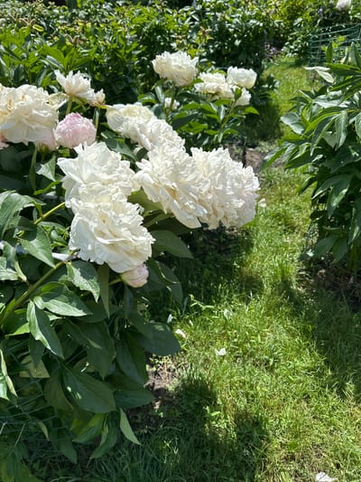 In a garden setting, likely in Oryol, Russia, a cluster of white peonies blooms vibrantly, their lush petals catching the sunlight. The flowers are in various stages of opening, with some fully unfurled and others still in bud. Deep green foliage surrounds the blossoms, some leaves casting shadows on the vibrant green grass that carpets the ground. The scene suggests a warm, sunny day, ideal for a garden in bloom.
