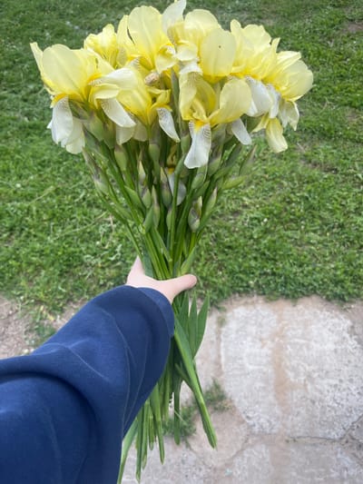 An overhead shot depicts a person's hand holding a voluminous bouquet of irises outdoors in Новая Тура, Russia. The arm, wearing a dark blue long-sleeved garment, extends from the right side of the frame, grasping the long green stems of the flowers. The bouquet, filling the left and central parts of the image, consists predominantly of yellow irises. Many of these irises also feature white lower petals with delicate, striped greyish-brown markings near their centers. Numerous unopened iris buds are visible alongside the blooming flowers, suggesting the freshness of the arrangement. The background is split between a section of green grass on the left and a lighter-toned concrete or paved area on the right. The scene is illuminated by daylight, likely under an overcast sky, as there are no distinct shadows. No discernible text is present in the image.