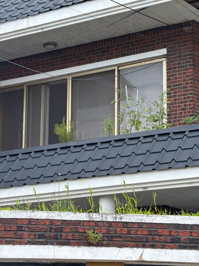 The image shows a close-up view of a multi-story brick building in Mokpo-si, South Korea. The building has a dark, wavy-patterned roof with visible white trim below. A window with a screen is visible on the second story, with tomato plants growing on the windowsill, supported by stakes. Below the window, a section of the building features a white ledge with abundant green grass growing from it, atop a brick wall with white trim. Another brick wall with white trim is visible at the bottom of the image. Electrical wires are strung across the top of the building.