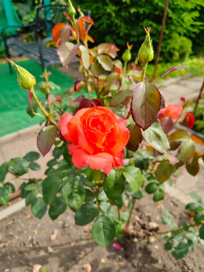 A close-up, eye-level shot captures a vibrant coral-orange rose in full bloom, its petals unfurling in the sunlight. The rose is the central subject, positioned slightly left of center and in sharp focus. Surrounding the bloom are numerous green leaves, some showing hints of burgundy along their edges, and several rose buds in various stages of development. These buds are pale green, with tiny red tips, indicating they are preparing to open. The rose bush is planted in dark soil, and a concrete border is visible along the bottom of the frame. In the background, out of focus, is a dark green, lush hedge, and to the left, a glimpse of a dark metal bench on a bright green surface, possibly artificial turf. The scene suggests an outdoor garden setting on a sunny day. The location is identified as Starosemeikino, Russia, based on external information not visually present in the image.