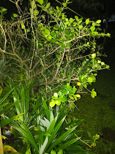 A nighttime image from Tarqumiyah, Palestinian Territory, depicts a section of dense garden foliage illuminated by an artificial light source. A central leafy shrub or small tree, characterized by numerous bright green, rounded-oval leaves and visible branches, occupies the mid-ground and upper frame. Slender, light-colored, leafless vines or tendrils are intertwined within its structure, notably on the left. In the lower left, a cluster of plants with prominent, elongated, sword-like green leaves, some displaying lighter central streaks, forms part of the undergrowth. A dark green grassy surface is visible in the lower right portion of the frame. The background is obscured by deep shadows, indicating ambient darkness beyond the illuminated plants. No individuals or animate subjects are present in the scene.