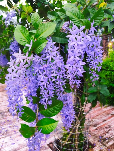 The image depicts a close-up view of cascading lavender-colored flowers with green leaves on a tree. The flowers are delicate and star-shaped, appearing in clusters that hang downwards. Some of the flowers appear to have water droplets on them, suggesting recent rain or dew. The leaves are oval and have a glossy texture. The background is slightly blurred, showing hints of a textured surface that appears to be a reddish-pink brick pathway, and lush green foliage, indicative of a garden or natural outdoor setting. There is a hint of a tree trunk with wire mesh wrapped around it in the middle right of the frame. The lighting suggests it is daytime, possibly overcast or in the shade, as there are no harsh shadows. The overall mood is serene and natural, highlighting the beauty of the blooming flowers. The location is identified as Sakhu, Thailand. No text is visible in the image.