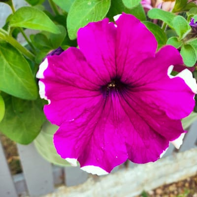A close-up, eye-level shot features a vibrant magenta petunia in full bloom, with its ruffled petals edged in white. The flower's dark, almost black, center is dusted with yellow pollen. Surrounding the bloom are soft-focus green leaves and stems. The background shows a blurred gray picket fence and patches of brown earth and gravel. The scene is set outdoors, likely in a garden within the city of Knowsley, United Kingdom. The lighting suggests it is daytime.