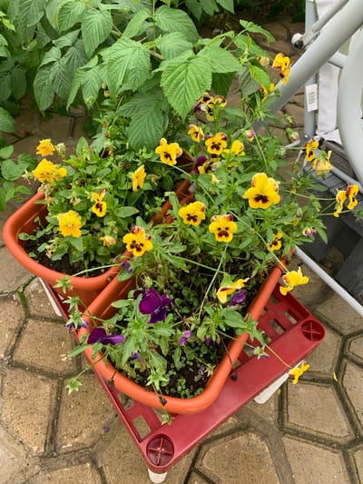 In the city of Dubnik, Russia, on a paved patio, two orange planters are stacked on a red plastic crate. The planters are filled with soil and a variety of flowering plants. The dominant flowers are pansies, with bright yellow petals featuring dark centers and purple edges. Some purple pansies are also visible. Green foliage, likely from a raspberry plant, frames the top of the planters. The scene is outdoors, with a focus on the potted plants and their immediate surroundings.
