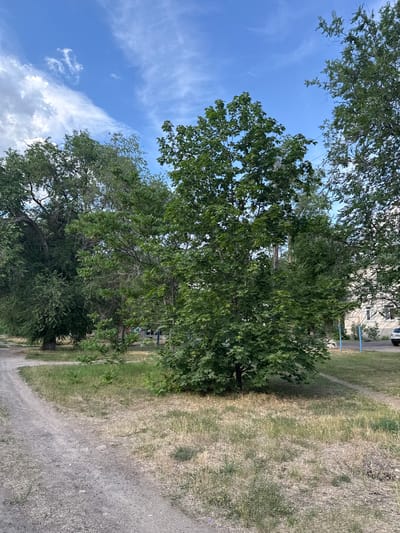 The image depicts a dirt path curving to the left in a park-like setting. Several trees with green foliage are prominent in the midground and background. The ground is covered with dry grass and some patches of green grass. In the background, a building with windows and a car are partially visible. Two blue posts are also visible. The sky is blue with some white clouds. The scene appears to be in an urban or suburban area, possibly Kamensk-Shakhtinsky, Russia, given the context. There are no people visible in the image.