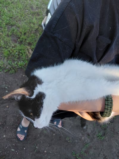 The media file shows a close-up, high-angle view of a person's arm holding a black and white cat. The person is wearing black pants with visible cat hair and a green paracord bracelet on their wrist. The cat is mostly white with black markings on its head and body, and its tail is visible. The cat's ears are pointed, and its whiskers are long and white.
The scene appears to be outdoors, with a dirt and grass ground visible. The lighting suggests it is daytime, possibly late afternoon or early evening due to the softer light. The background is out of focus but includes greenery and dry ground, indicating a natural or semi-natural environment.
The person's feet are visible at the bottom of the frame, wearing dark sandals. The overall impression is casual and relaxed, with the person holding the cat comfortably. There are no visible text elements in the media file. The location context provided is Tashkazgan, Russia, which is not explicitly conveyed by visual cues in the image itself.