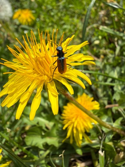 A close-up photograph shows a beetle on a yellow dandelion flower. The beetle has a black head and thorax, and reddish-brown elytra. The flower has many thin, yellow petals. Another dandelion flower is visible in the background, along with green grass and other vegetation. The location is Karadjovo, Bulgaria.