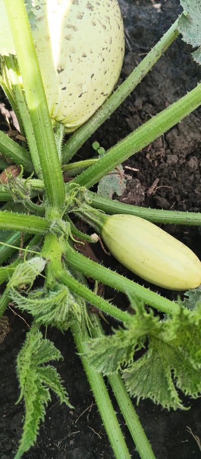 A close-up, vertical, eye-level shot captures a zucchini plant with two developing fruits in Popivka, Ukraine. The larger, rounder fruit is positioned in the upper left, appearing pale green with speckled brown markings. To its right, a smaller, elongated zucchini hangs from a thick, green stem, its skin a smooth, pale yellow. The plant's stems are robust, covered in fine, prickly hairs, and branch out towards the dark, loamy soil. Several fuzzy, developing leaves and tendrils are visible, adding texture to the foreground. The overall scene suggests a natural outdoor setting, likely a garden or farm, given the focus on the growing produce.