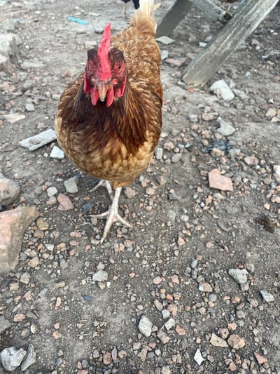 The image shows a brown chicken standing on rocky ground. The chicken is facing the camera, and its head is slightly tilted. Its comb is red, and its eyes are dark. The ground is covered with small stones and dirt. In the background, there are some wooden planks and more rocks. The scene appears to be outdoors in a somewhat unkempt area, possibly a farm or a yard. The image does not contain any discernible elements that would specifically place it in Kisliakovskaya, Russia.