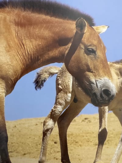The image is a close-up photograph of two Przewalski's horses, one adult and one foal, against a clear blue sky and a sandy, undulating landscape. The adult horse is on the left, showing its brown flank and neck, with visible wrinkles in its skin. Its head is turned to the right, looking down at the foal. The foal is positioned to the right and slightly behind the adult, with its head and front legs visible. The foal has a lighter brown and tan coat with darker markings on its legs. The background consists of a sandy slope with some small, dark spots, suggesting dry vegetation or pebbles. There is no discernible urban or city environment, and therefore no relation to Gandia, Spain.