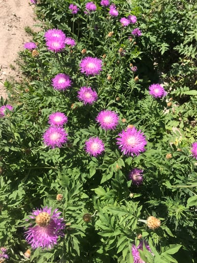 The image shows a patch of purple thistle-like flowers with green foliage, growing along a dirt path. The scene appears to be outdoors in natural light. There are no people visible. The location, Petrykiv, Ukraine, is mentioned, but there are no specifics that confirm it is in this city.