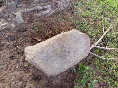 A close-up, top-down view of a light gray, oblong boulder rests on dark brown soil dotted with green grass and dried leaves. The boulder is positioned in the lower-middle section of the frame, with its longest side running diagonally from the bottom left to the upper right. Its surface is rough and textured, with variations in color from light gray to darker speckles. To the left of the boulder, the exposed, gnarled roots of a tree emerge from the soil, appearing gray and woody. To the right of the boulder and extending towards the upper right corner, a sparse scattering of dry twigs and branches lies on top of the grass. The background consists of the ground, a mix of soil and grass, with some small green sprouts visible in the soil. The lighting suggests it is daytime, casting subtle shadows. The location is identified as Zinna, Nigeria.