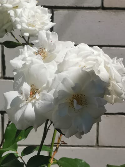 A cluster of white roses is in bloom, their petals delicate and layered, with prominent yellow stamens at their centers. Some petals show faint pink spotting. The roses are set against a background of a light grey brick wall, the bricks forming a horizontal pattern with visible mortar lines. Lush green leaves and stems are visible, some appearing slightly out of focus, suggesting a garden setting. The lighting casts soft shadows, highlighting the textures of the petals and the brickwork. The image quality is good, with clear focus on the roses. The location is stated to be Кубина, Russia.