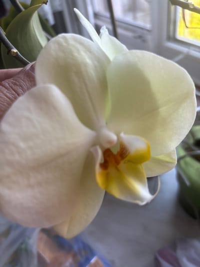 The image shows a close-up of a white orchid flower with yellow and orange accents in its center. The flower is partially held by a person's hand, which is visible on the left side of the frame. The background is blurred, but appears to be an indoor setting with a window and some green foliage. There is no specific information in the image that would allow for the determination of its location in Zmiiv, Ukraine.