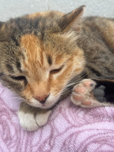 This is a close-up, overhead shot of a calico cat sleeping on a fluffy pink blanket. The cat is curled up with its eyes closed, its face turned slightly to the right. Its fur is a mix of brown, black, and orange, with lighter fur around its nose and mouth. Its whiskers are long and white. One of its front paws is resting on the blanket, revealing its pink toe beans. The blanket has a soft, textured appearance. The background on the left is a muted gray, possibly a wall or floor. The overall mood is peaceful and relaxed, suggesting a comfortable nap in a domestic setting, likely in Shaar HaNegev Regional Council, Israel. There is no visible text in the image.