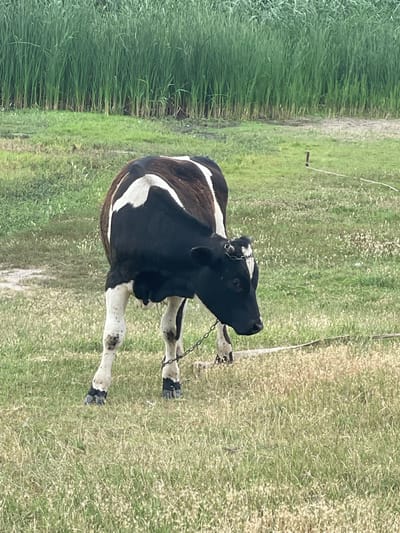 A black and white cow stands in a grassy field, facing right. The cow is wearing a metal chain around its neck, which is attached to a tether extending out of frame to the right. Tall green reeds form a dense background behind the cow. The ground is covered in dry grass with some patches of green and small white flowers. The sky is not visible in the frame. The scene appears to be in a rural area. There is no indication of the city of Pașcani, Moldova.
