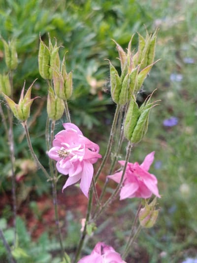 A close-up, eye-level shot shows several pink Aquilegia flowers and their developing seed pods in the city of Martuni, Armenia. The flowers are a pale pink with delicate, ruffled petals and prominent stamen. The seed pods are elongated and green, with pointed tips, and some have a fine, fuzzy texture. The background is a blur of green foliage and hints of other colorful flowers. The lighting is soft and diffused, suggesting it may be overcast or late in the day. The overall impression is one of natural beauty and delicate detail.