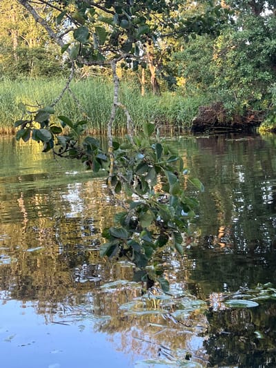 The image captures a serene natural scene, likely in Šyša, Lithuania. In the foreground, a tree branch with lush green leaves extends into the frame from the left, its gnarled bark and lighter-colored branches adding texture. The tree appears to be leaning over a body of water. The water's surface reflects the surrounding environment, creating a distorted yet beautiful mirroring effect of trees and vegetation. Tall, reedy grasses line the bank on the left side of the image, their green hues creating a soft backdrop. The water itself is calm, with ripples distorting the reflections of the trees and the sky. The light suggests it is either early morning or late afternoon, with a warm, golden glow illuminating parts of the scene, particularly the reflections in the water. The overall mood is peaceful and tranquil, evoking a sense of natural beauty and quietude. There is no visible text in the image.