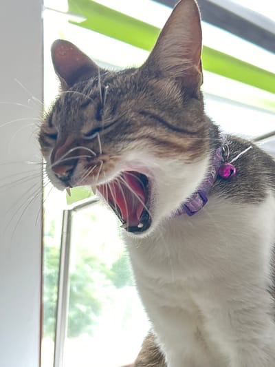 The image shows a close-up of a cat's face as it yawns. The cat has tabby markings on its head and chest, with white fur on its chest and belly. It is wearing a purple collar with a small pink bell. The cat's eyes are closed, and its mouth is wide open, revealing its pink tongue and sharp teeth. The background is blurred and appears to be a window with green blinds. The image does not contain any identifiable landmarks or features that would suggest a specific location within the city of Heilbronn, Germany.