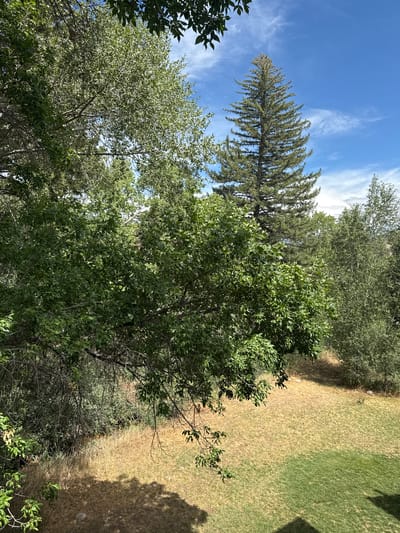 The image depicts a natural outdoor scene, likely a backyard or park area, in Avon, United States of America. The foreground is dominated by lush green trees with dappled sunlight filtering through their leaves. In the middle ground, a tall, slender evergreen tree stands prominently against a bright blue sky with wispy white clouds. Beyond the trees, a dry, golden-brown grassy area transitions into a patch of greener grass, suggesting a well-maintained lawn. The overall impression is one of a sunny day in a verdant, possibly semi-arid environment.